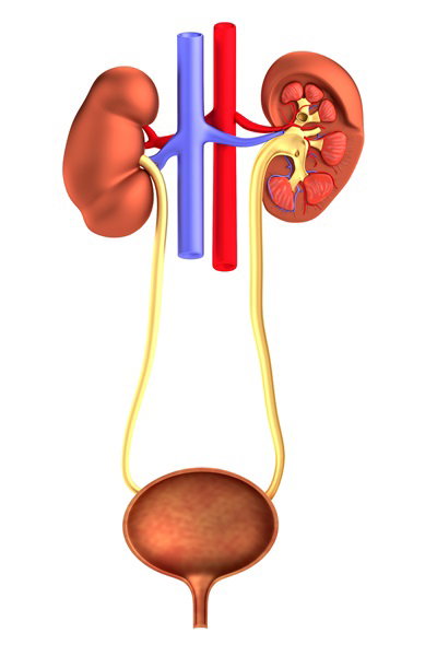 Fotolia