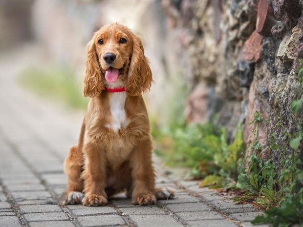 cocker-spaniel-szczeniak-2514863-1dd32db