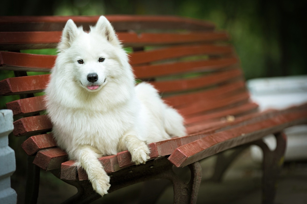 pies samojed