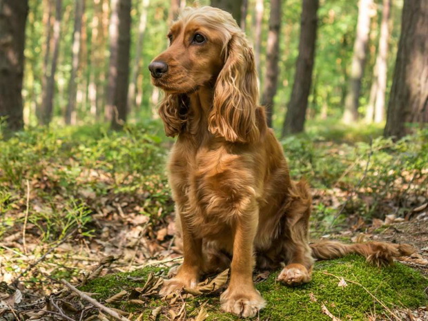 cocker-spaniel-2514865-0c4e7b8