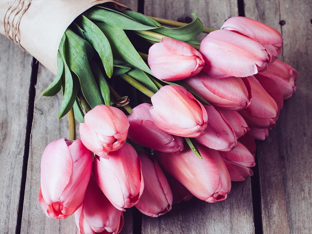 tulipan-2449689-31ed76f