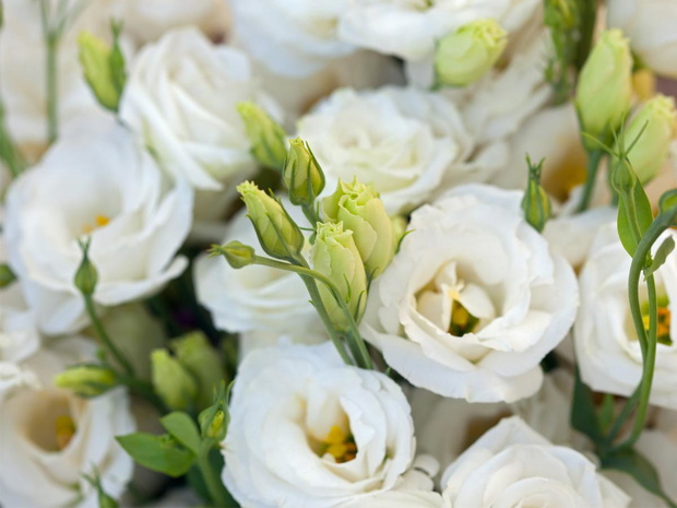 eustoma-2449658-ae57129