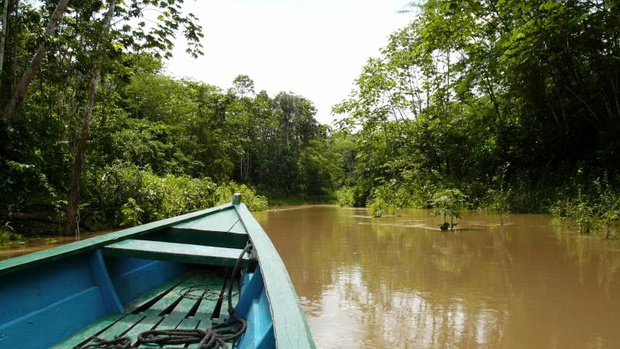 dzungla-amazonska-2331088-5013a31
