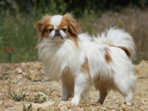 male-psy-do-mieszkania-2495782-f75620e