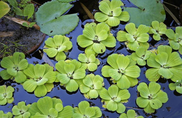 pistia-2472681-46d36d9