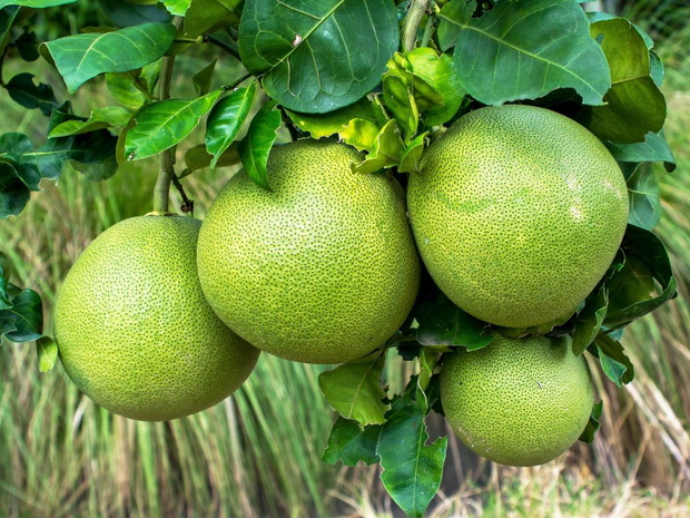 pomelo-kalorie-2445445-09ce095