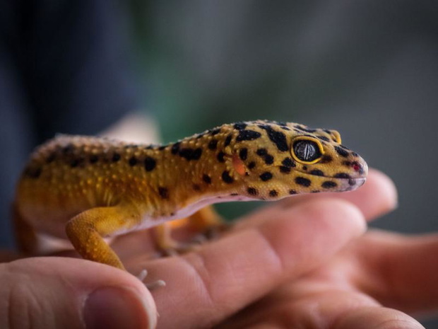 gekon-lamparci-terrarium-2487189-f857da7