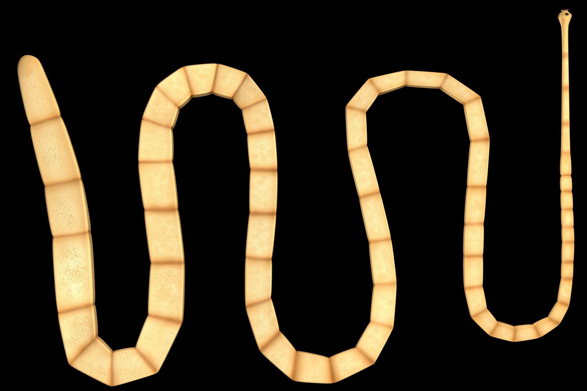 tasiemiec