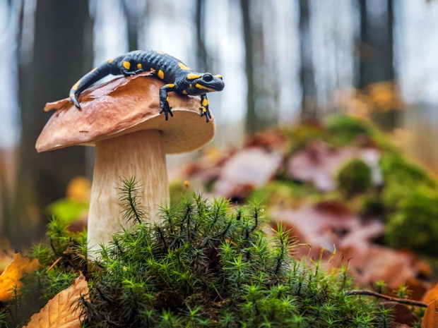 salamandra-plamista-wyglad-2485439-7e366ae