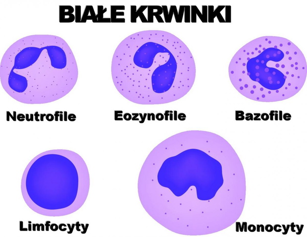 biale-krwinki-2437776-ce2ee94
