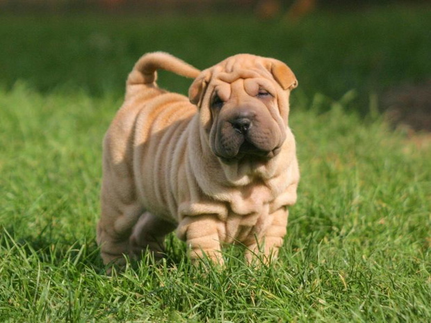 chinskie-rasy-psow-sharpei-2482449-7ecb8cc
