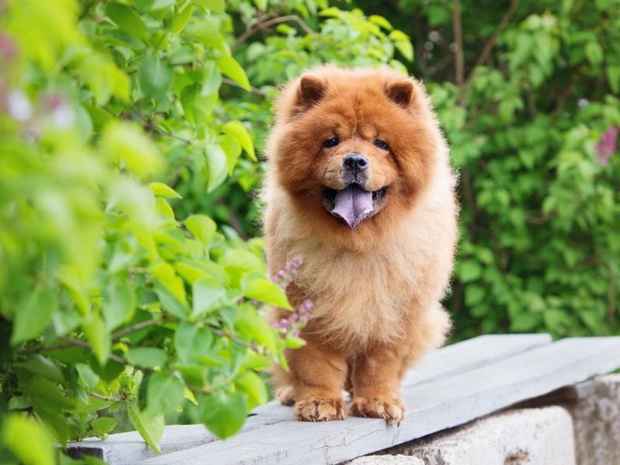 chinskie-rasy-psow-chowchow-2482447-1af2a21