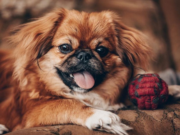 chinskie-rasy-psow-pekinczyk-2482448-d1a6a15