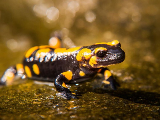 salamandra-plamista-czy-jest-jadowita-2485440-f0946f7