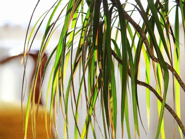dracena-wlasciwosci-2508330-9924af4