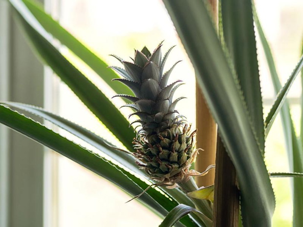 ananas-w-doniczce-2515141-39f50ab