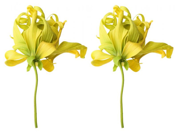 ylang-ylang-2452576-ef1f060