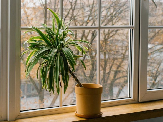 dracena-odmiany-2508331-0c08546