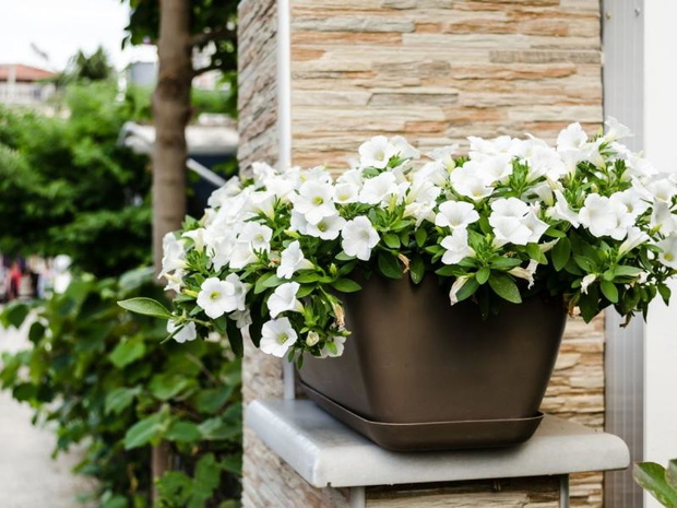 biale-kwiaty-na-balkon-petunia-2482492-537a32e