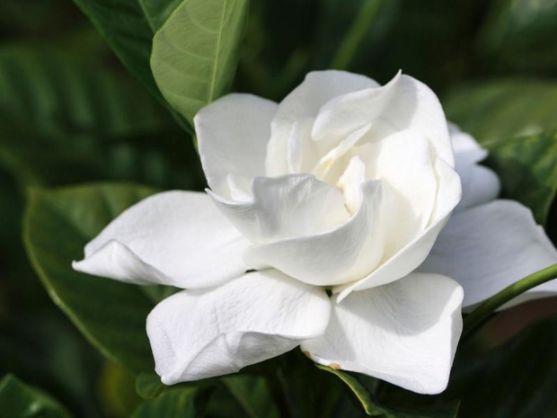 biale-kwiaty-na-balkon-gardenia-2482489-65df27f