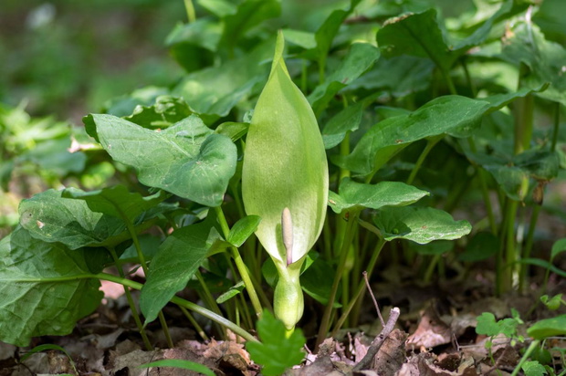 arum-maculatum-roslina-przypominajaca-czosnek-niedzwiedzi-2483055-c53083d