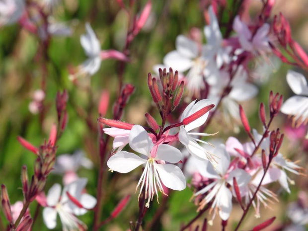 gaura-jak-przycinac-2503553-eca410d