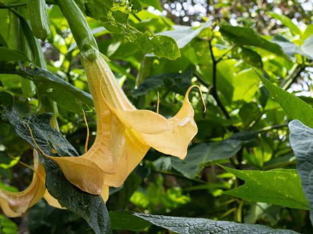 datura-zimowanie-2504592-ee719d5