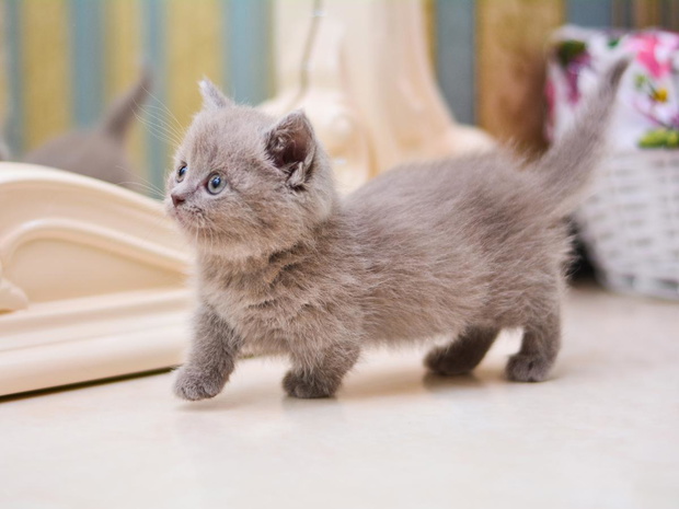kot-munchkin-2443549-ffc4aed
