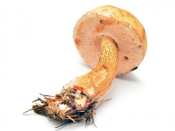 goryczak-zolciowy-2444021-98b1a28
