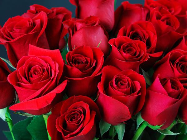 czerwone-roze-2433203-3c544f8