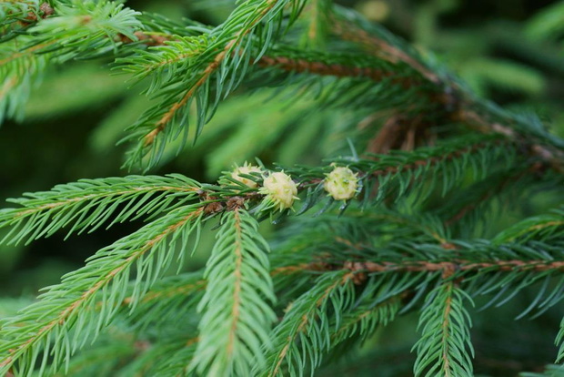 galasy-nibyszyszki-ochojnik-2446324-92b4cbd