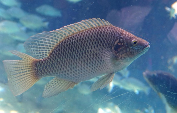 tilapia-zlota-2510829-19c36f7