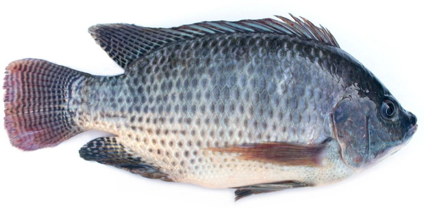 tilapia-nilowa-2510828-ed37645