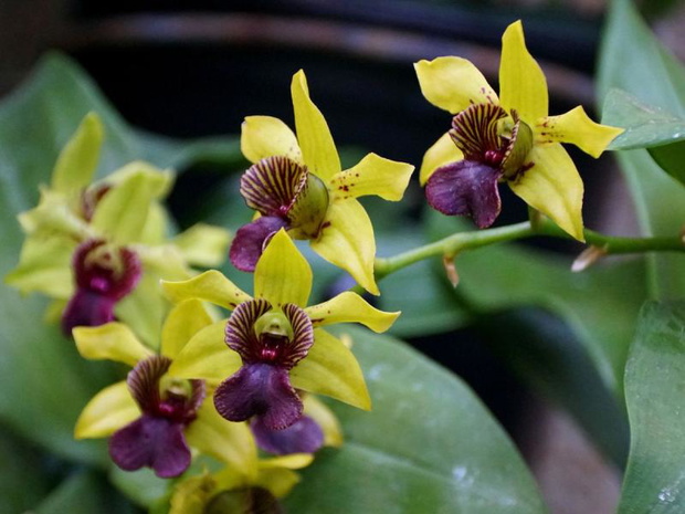 storczyk-dendrobium-rozmnazanie-2487432-f634c05