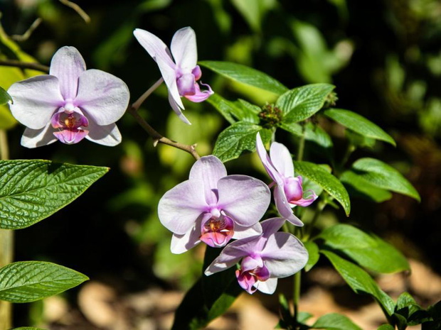 storczyk-dendrobium-uprawa-2487434-9ce73fd