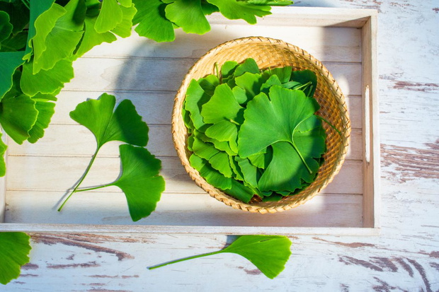 ginko-biloba-na-adhd-2507183-e699af5