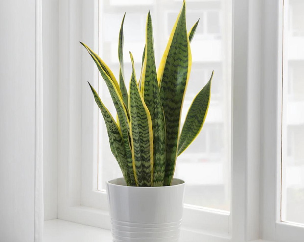 sansewieria-ikea-2449883-dc6db5c