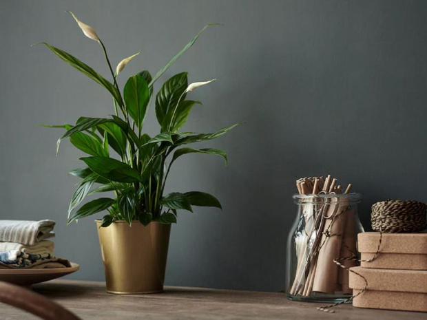 skrzydlokwiat-ikea-2449882-8c73eaf