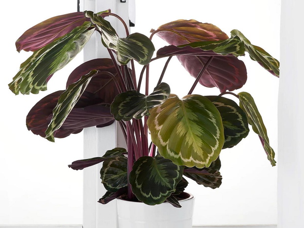 calathea-marion-2469733-7e0e8e1