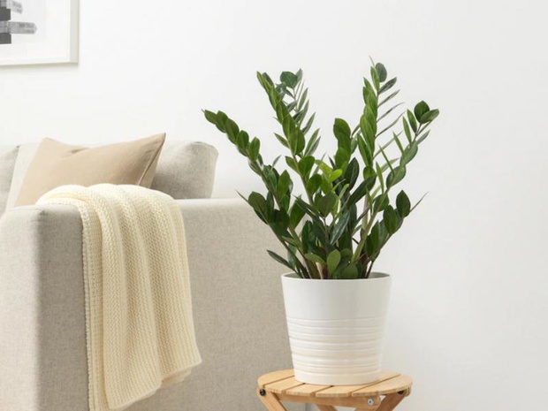 zamiokulkas-ikea-2449881-e0dba01