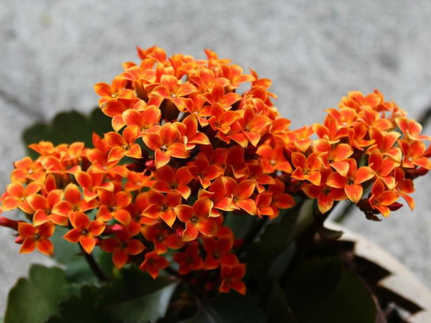 kalanchoe-odmiany-2508130-9a0026a