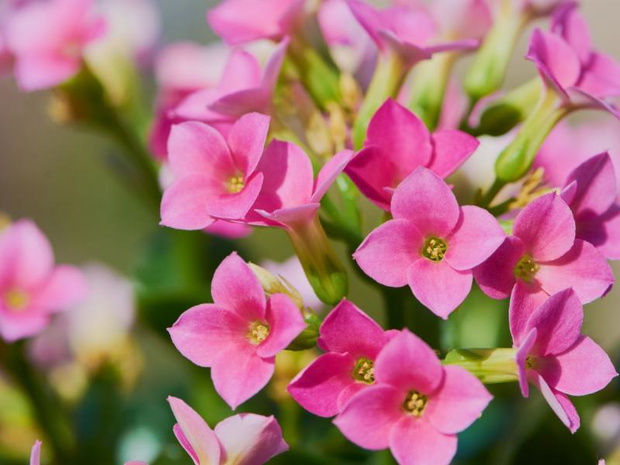 blossfeldiana-kalanchoe-2508131-d2862ac