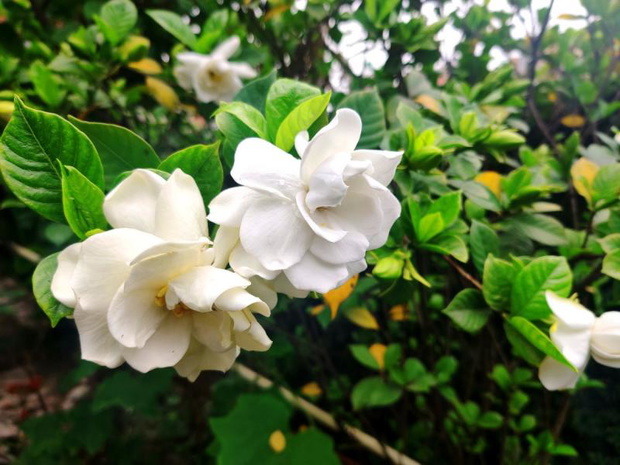 gardenia-kwiat-2507907-f8cf42a