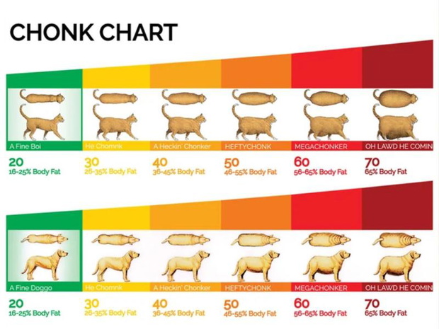 chonker-chart-jak-odchudzic-psa-2508025-06758f3