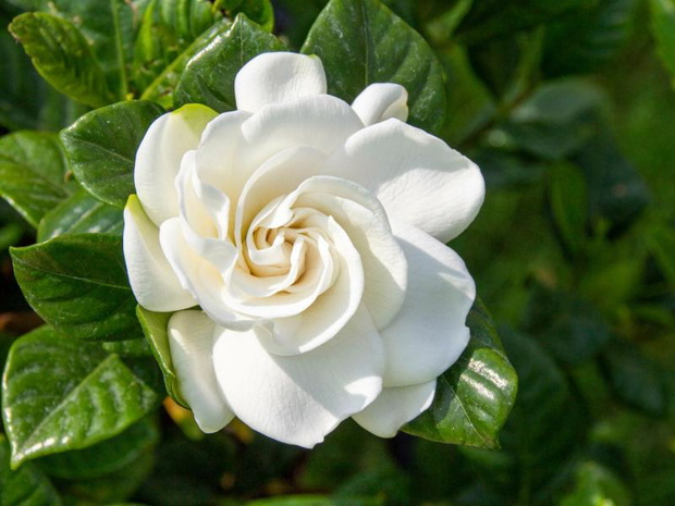 gardenia-jasminoides-2507906-2ddcab1