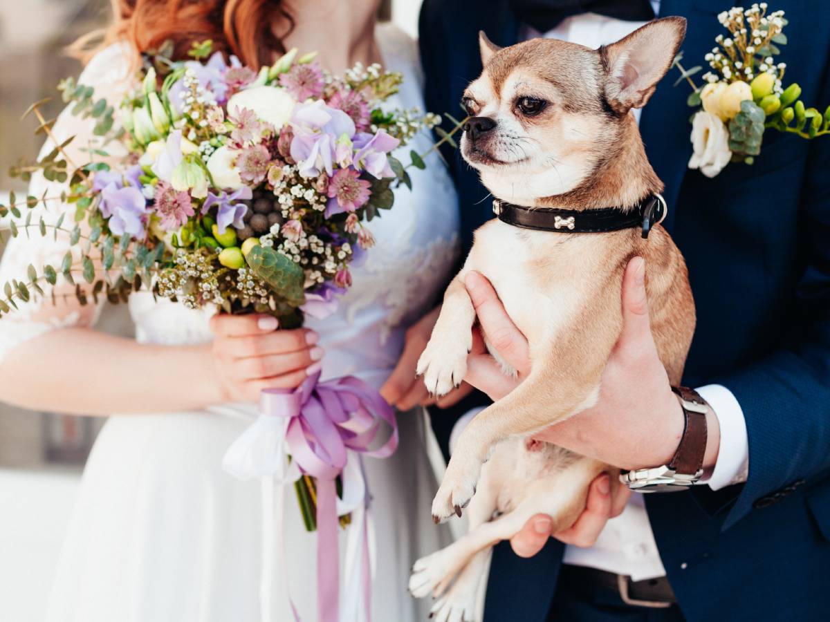 Chihuahua świadkiem honorowym na ślubie swoich psich rodziców