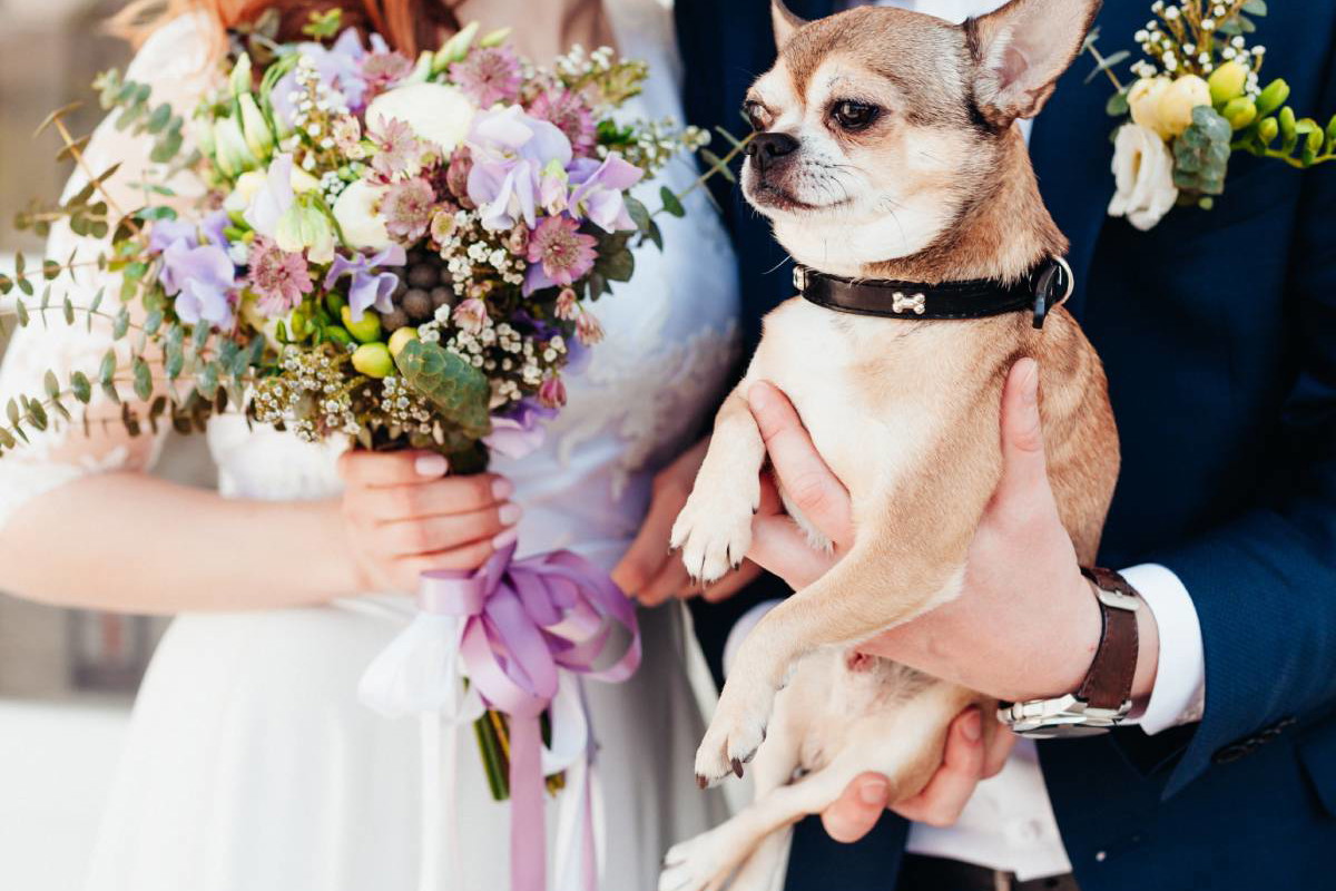 Chihuahua świadkiem honorowym na ślubie swoich psich rodziców