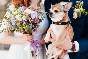 Chihuahua świadkiem honorowym na ślubie swoich psich rodziców