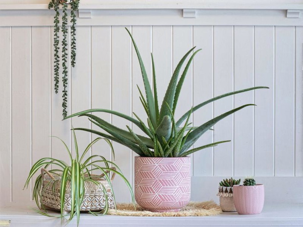 najzdrowsze-kwiaty-do-sypialni-aloes-2508471-6ca54d0