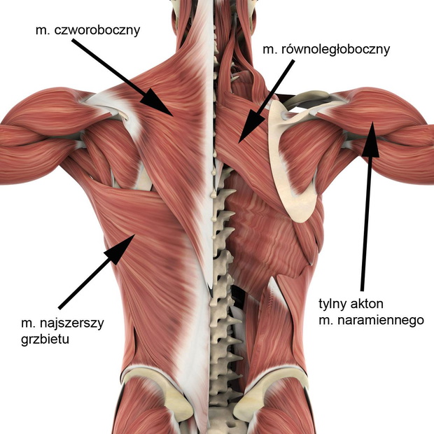 wioslowanie-hantlami-jakie-mie-s-nie-pracuja-2508362-5a5fc4e